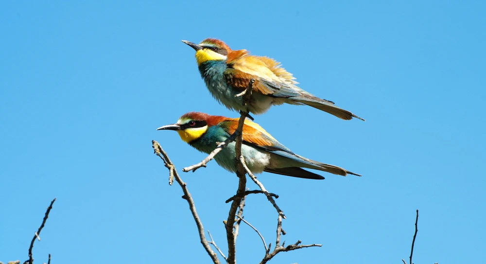 Mas de Melons: wandelen, fietsen en vogels spotten in de Catalaanse steppe