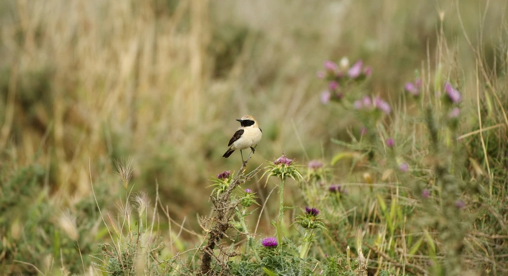 Mas de Melons: wandelen, fietsen en vogels spotten in de Catalaanse steppe