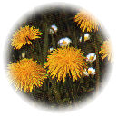 Paardenbloem