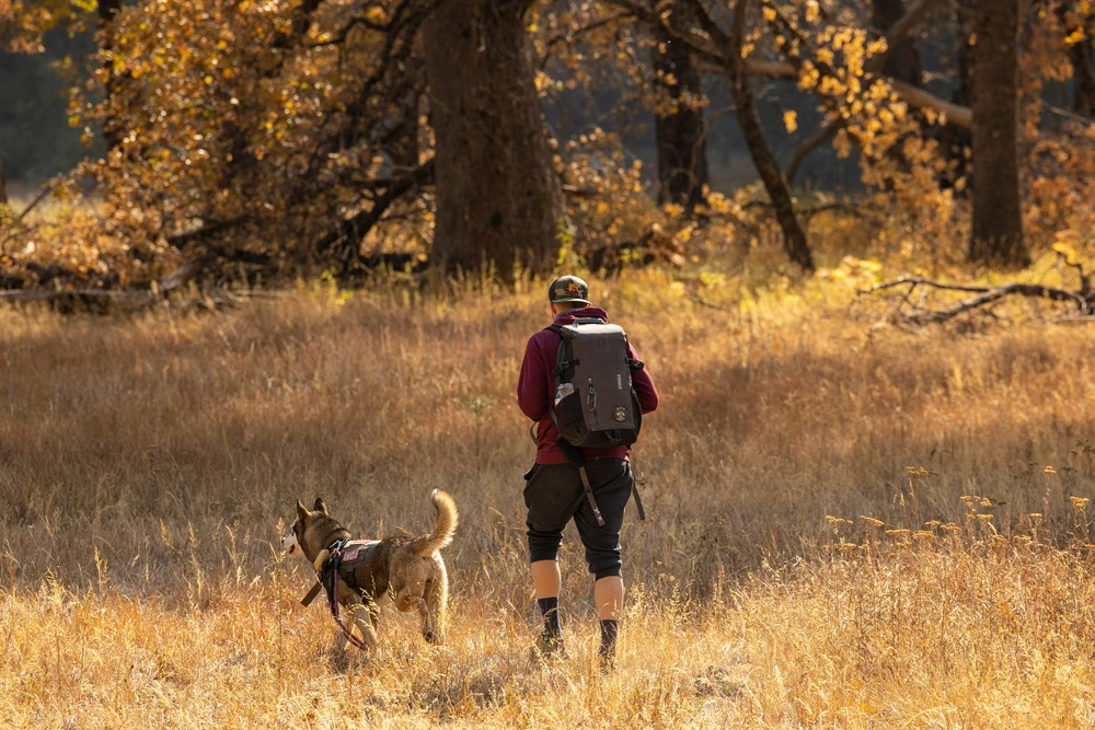 Hiken met je hond: samen op pad in de natuur