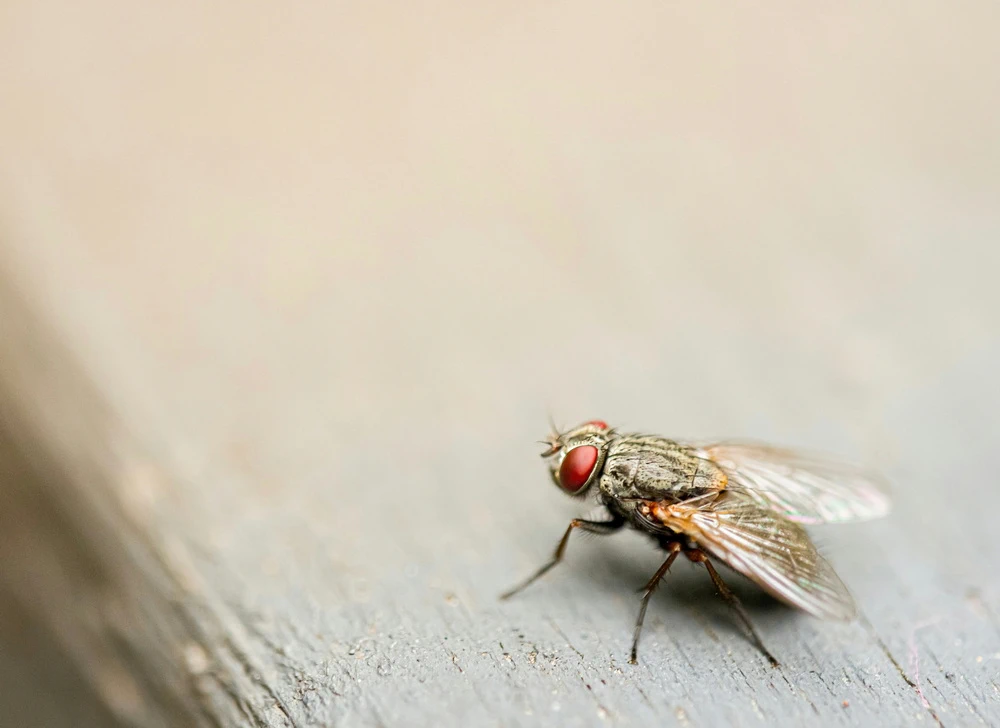 Zorgeloos kamperen: zo geniet je van de camping zonder hinderlijke insecten