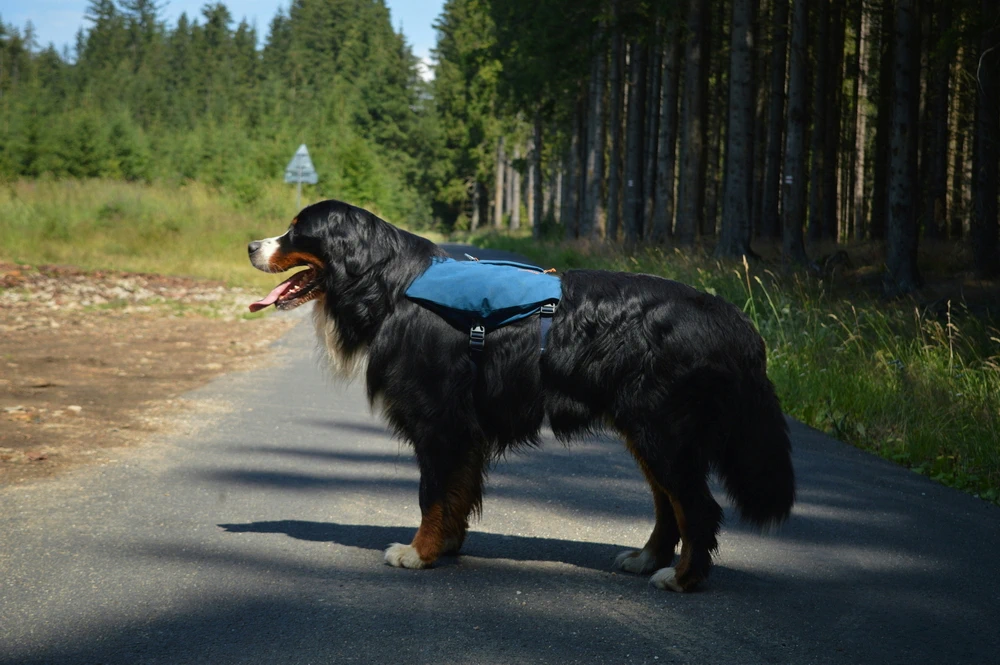 Een actieve dag met je hond? Dit zijn leuke ideeën!