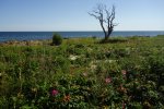DSC06200.JPG