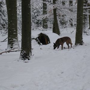 hond houdt de wacht bij sneeuwhol