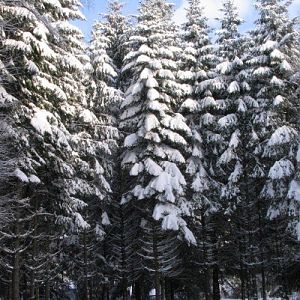 Hoge bomen vangen veel sneeuw