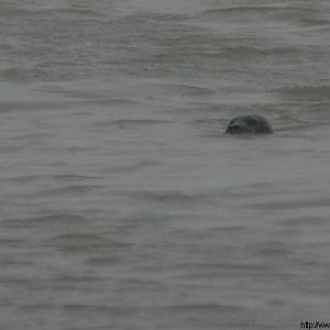 Een wazig zeehondje in de verte...