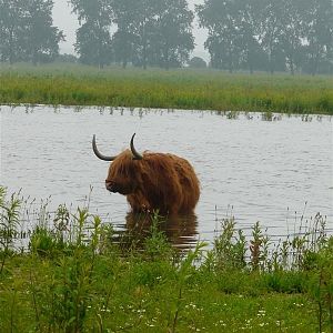 Media 'Waterbuffel II' in categorie 'Windstopperhike (07/08-06)'