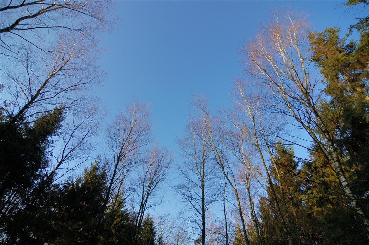 Blue skies and naked trees