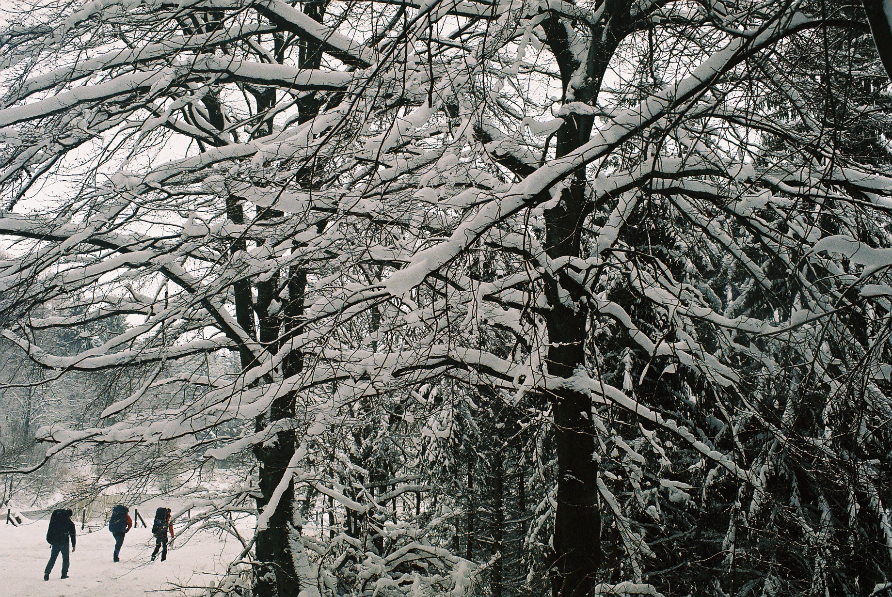 Sneeuw, bomen en hikers